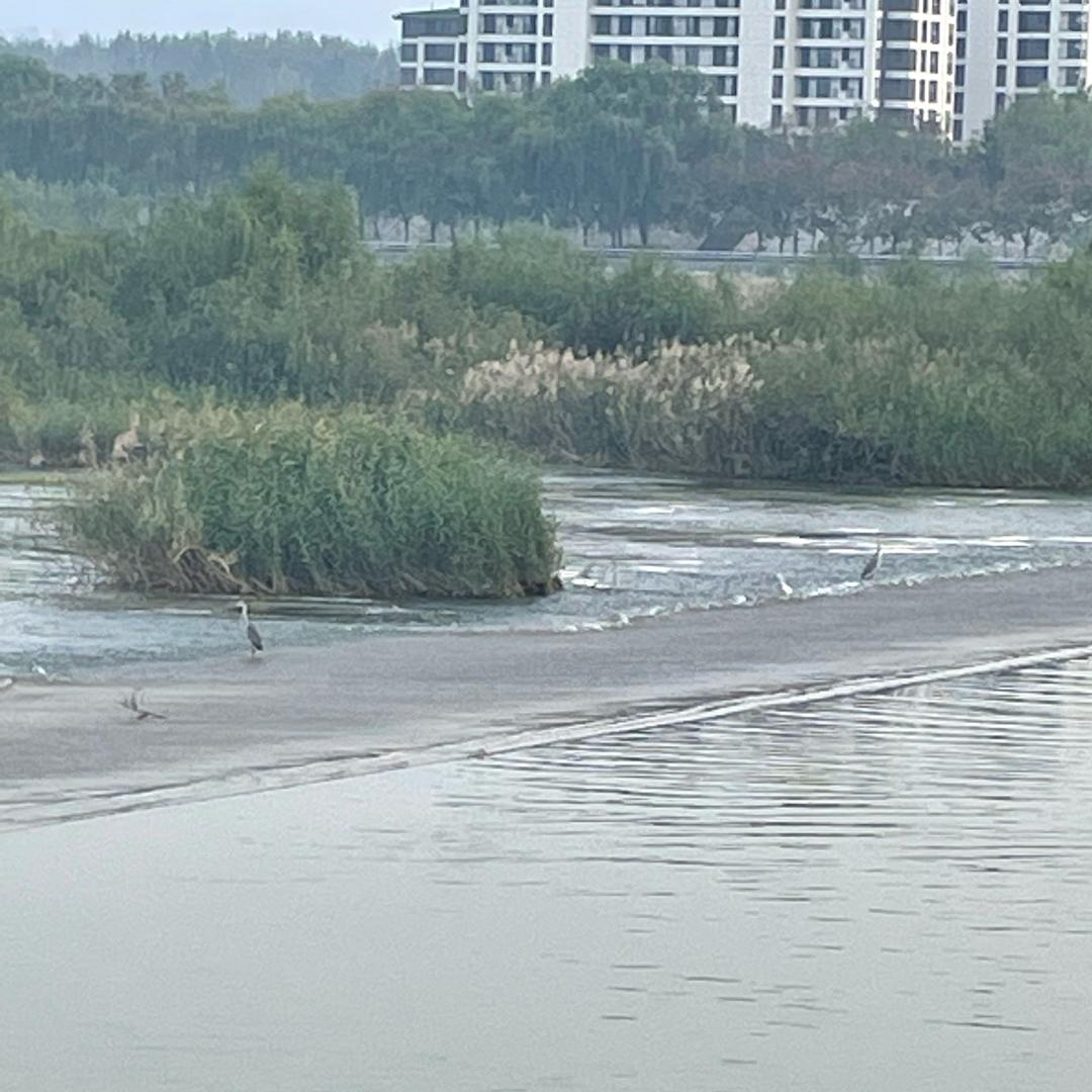心雅如水