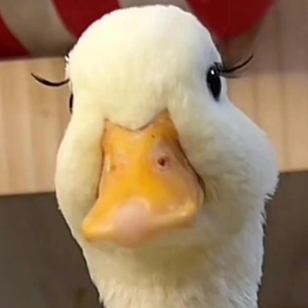 被爱小鸭
