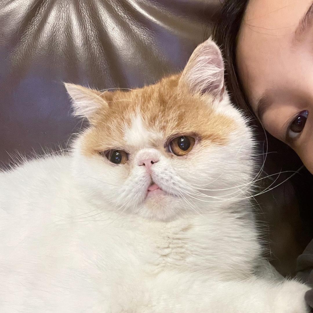 柿子只猫