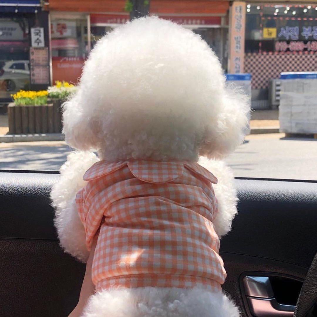 小Q哥