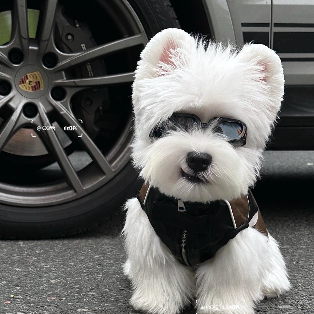 上虞宠物猫狗批发市场