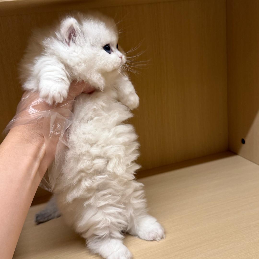 星月米努特精品猫舍 明月