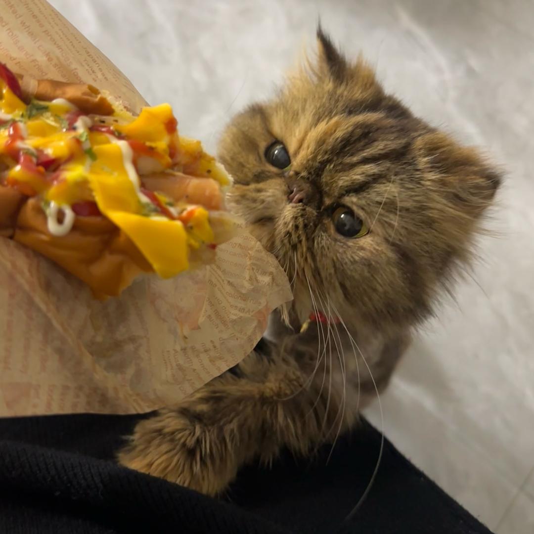 面包🥖是只招财猫