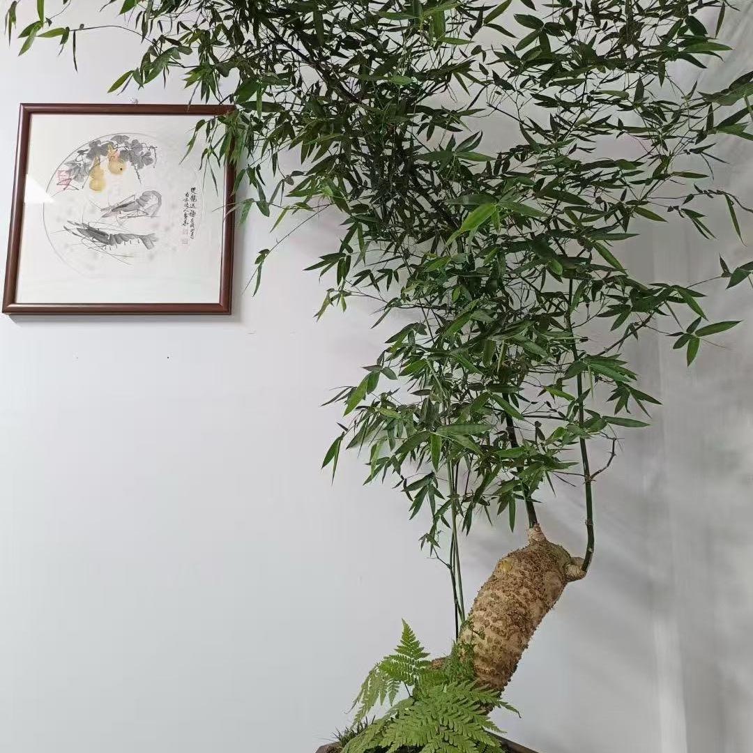 中缅福运干货甄选