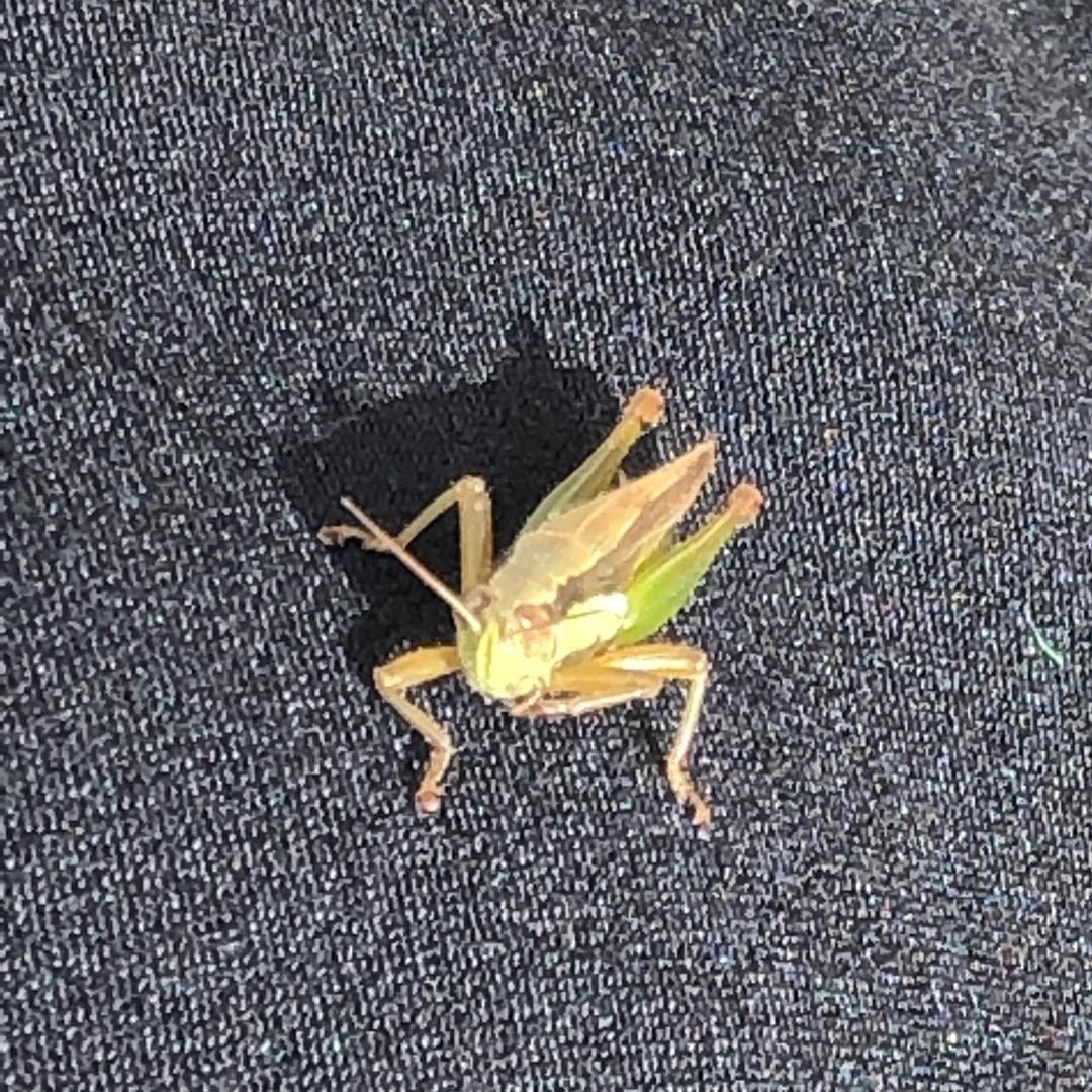 辉