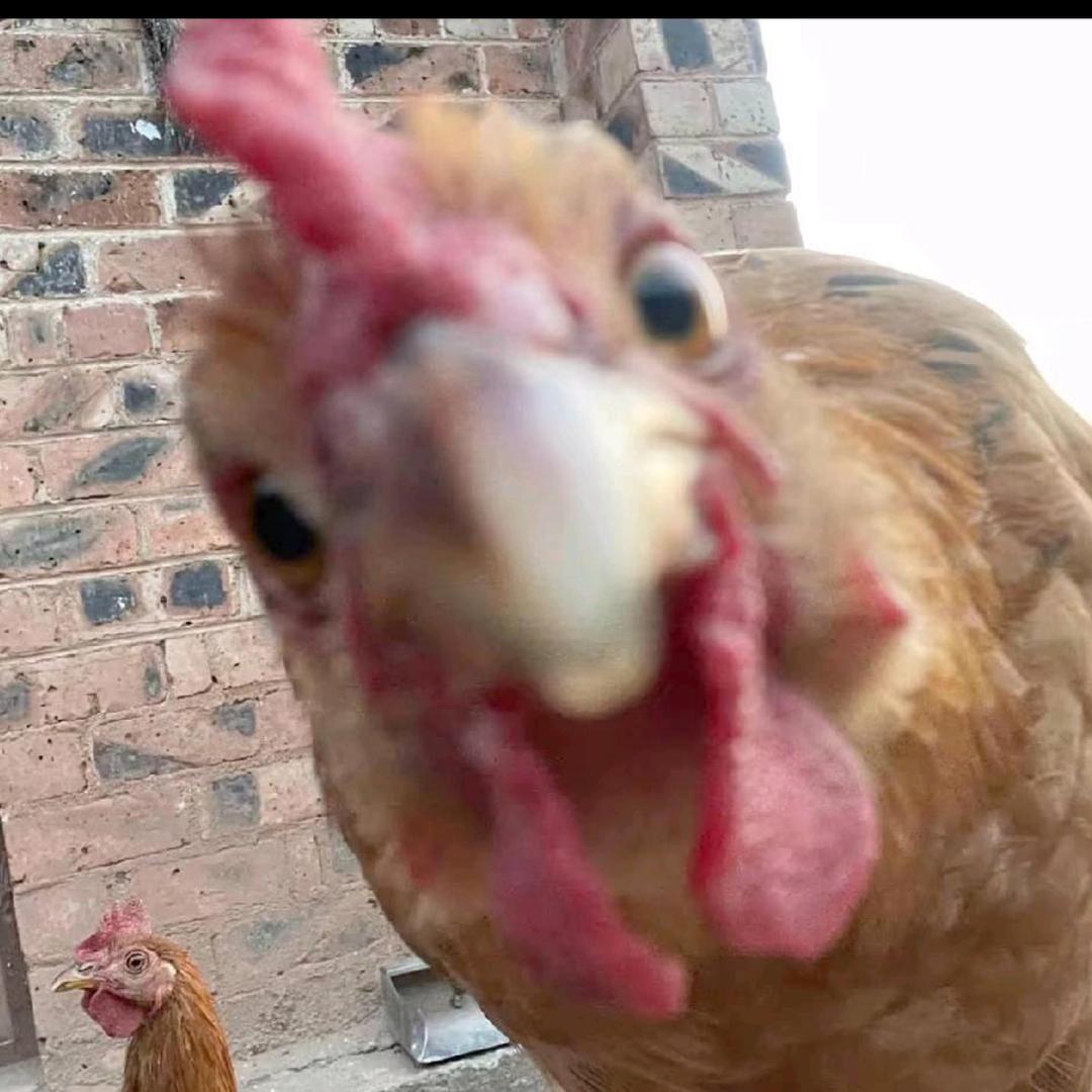 Y