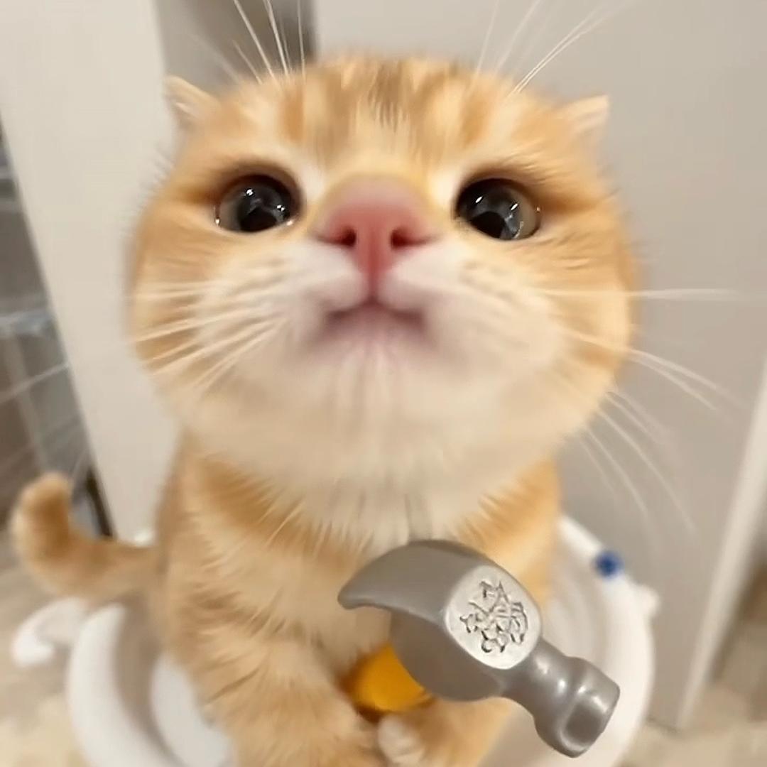 强吸小猫被黑猫警长抓
