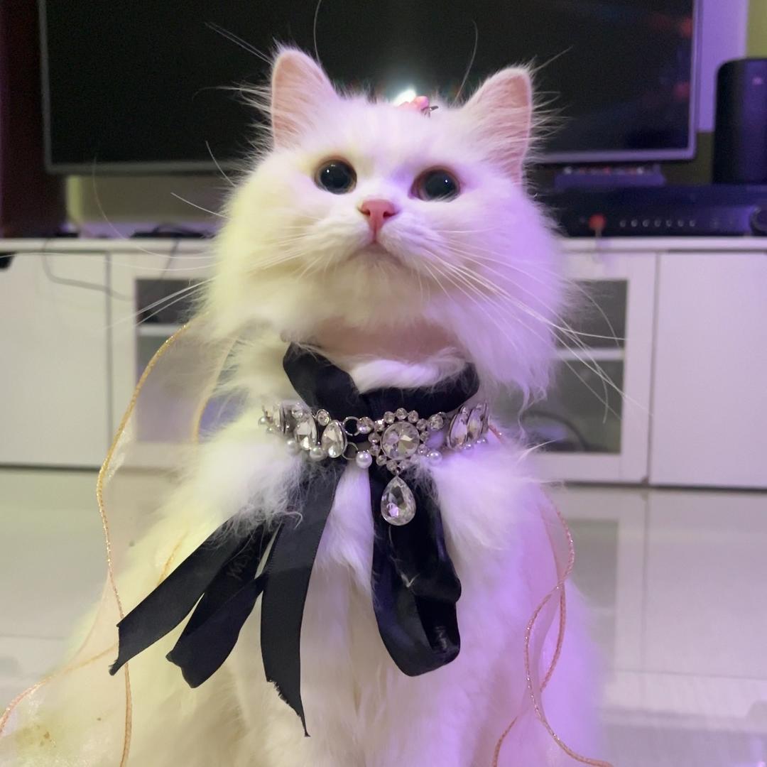 维兮爱走秀