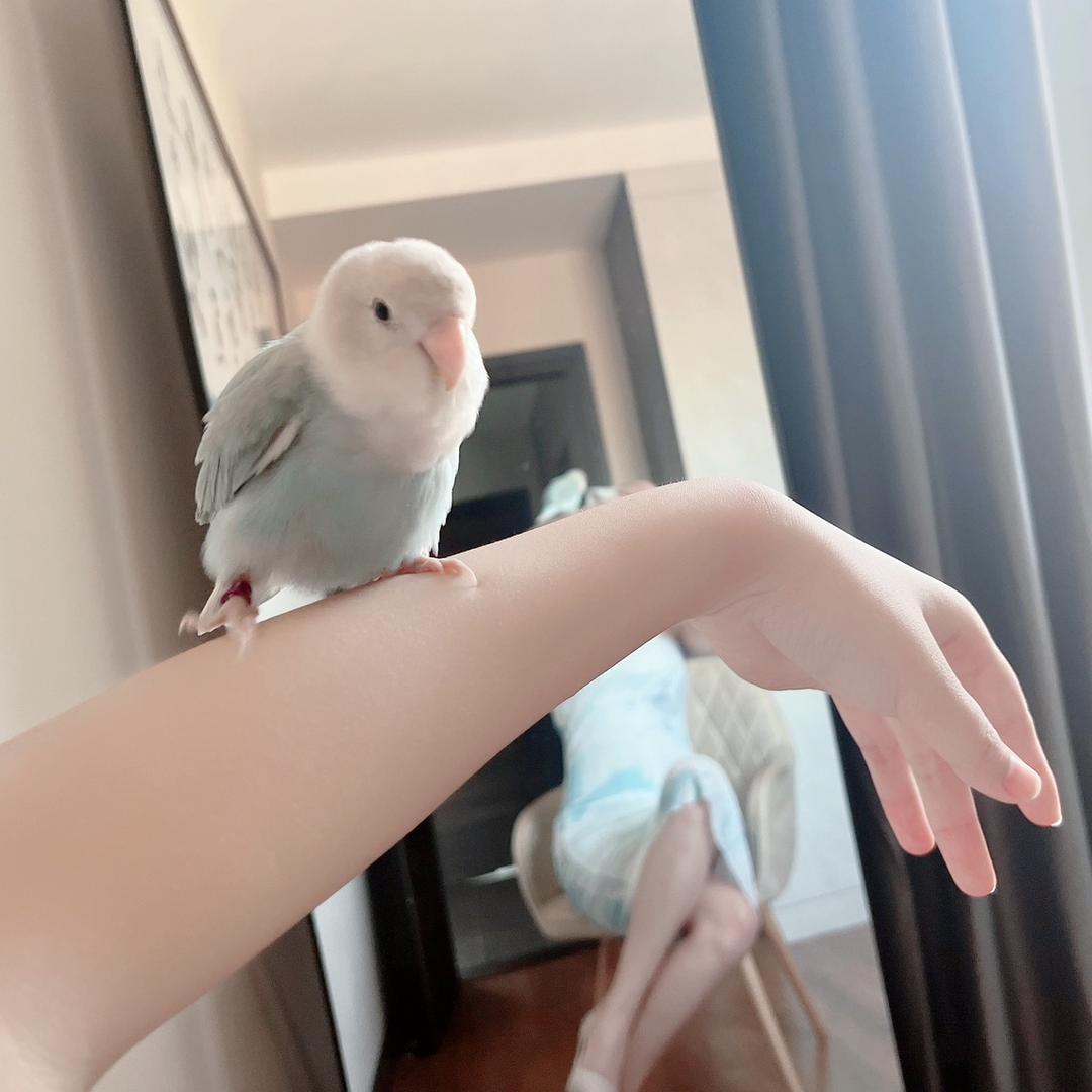 小宝是只鸡仔