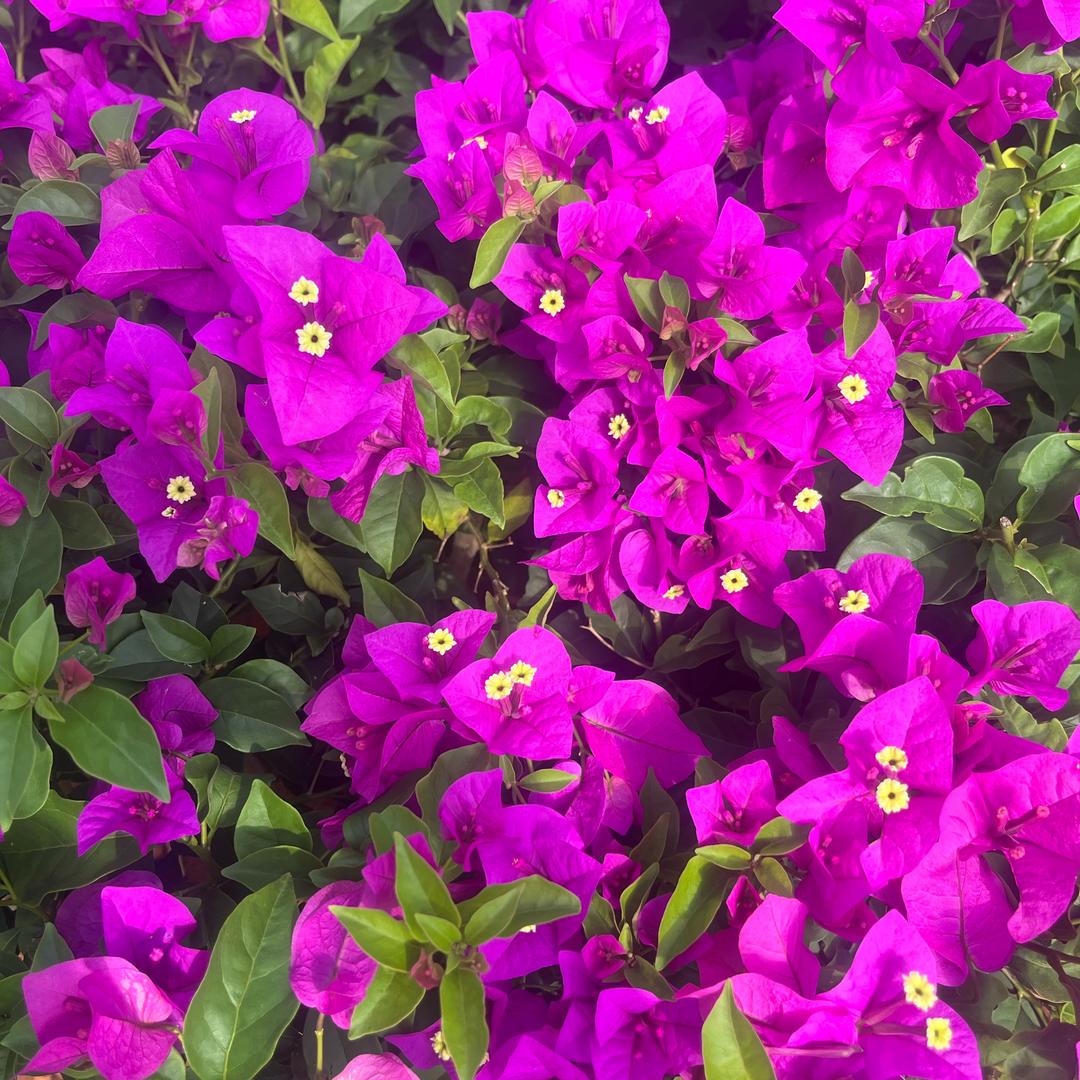 展颜园艺的头像