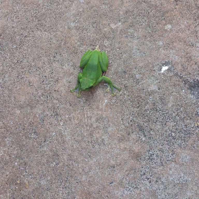 用户青蛙王子，李