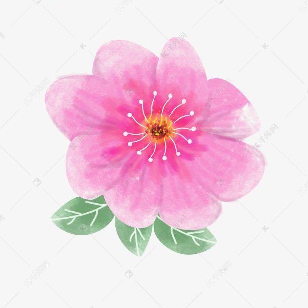 一朵花🌸