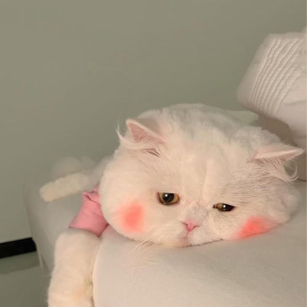 抱走檀多多.