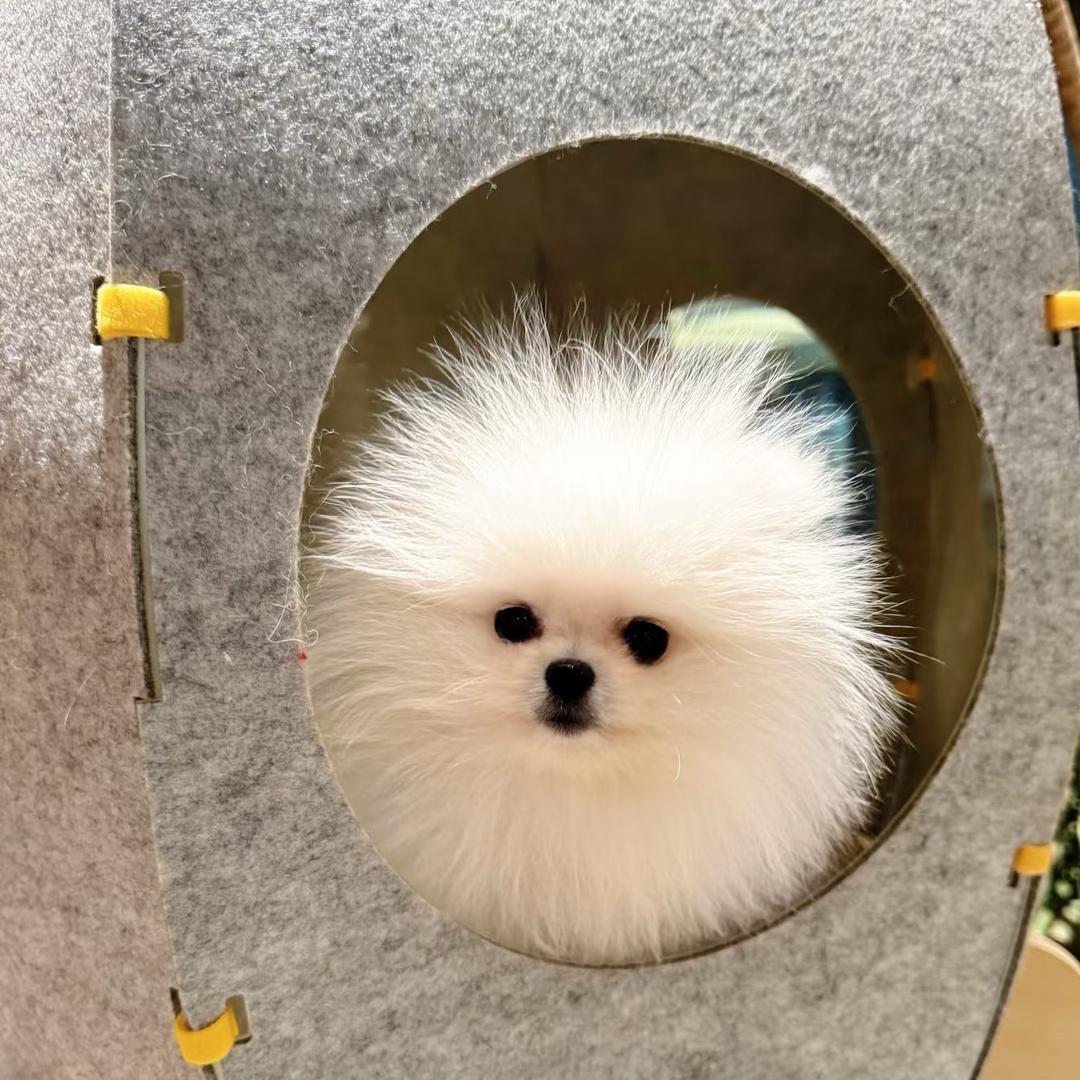 佳嘉萌宠小狗(在天津)