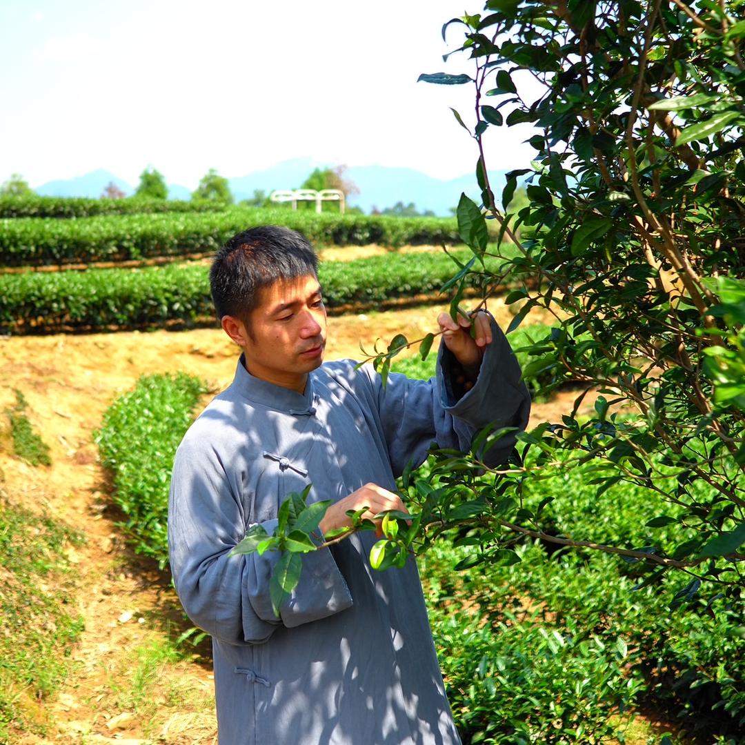 福鼎白茶厂家批发