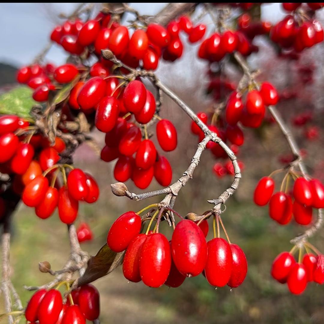 星月之光《陇驰漫山货》