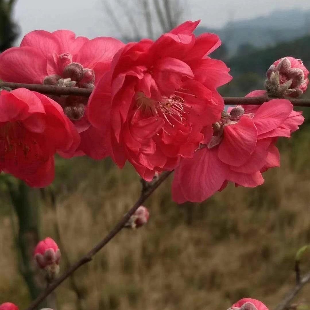 如果可以重来一次