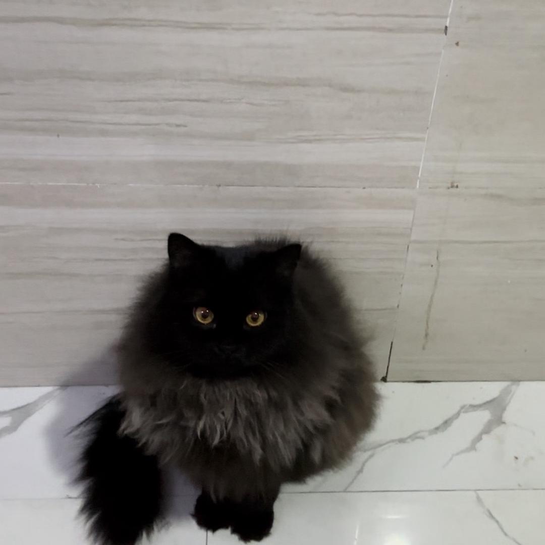 黑炭