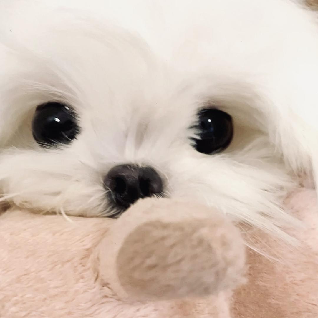 小羊zZ