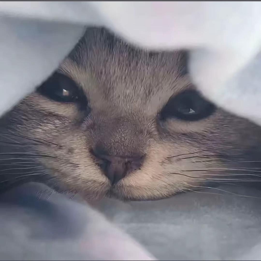 楠师傅