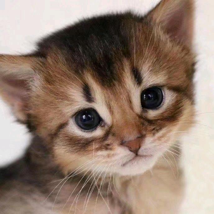 赫宜（12.1生日版）@抖音