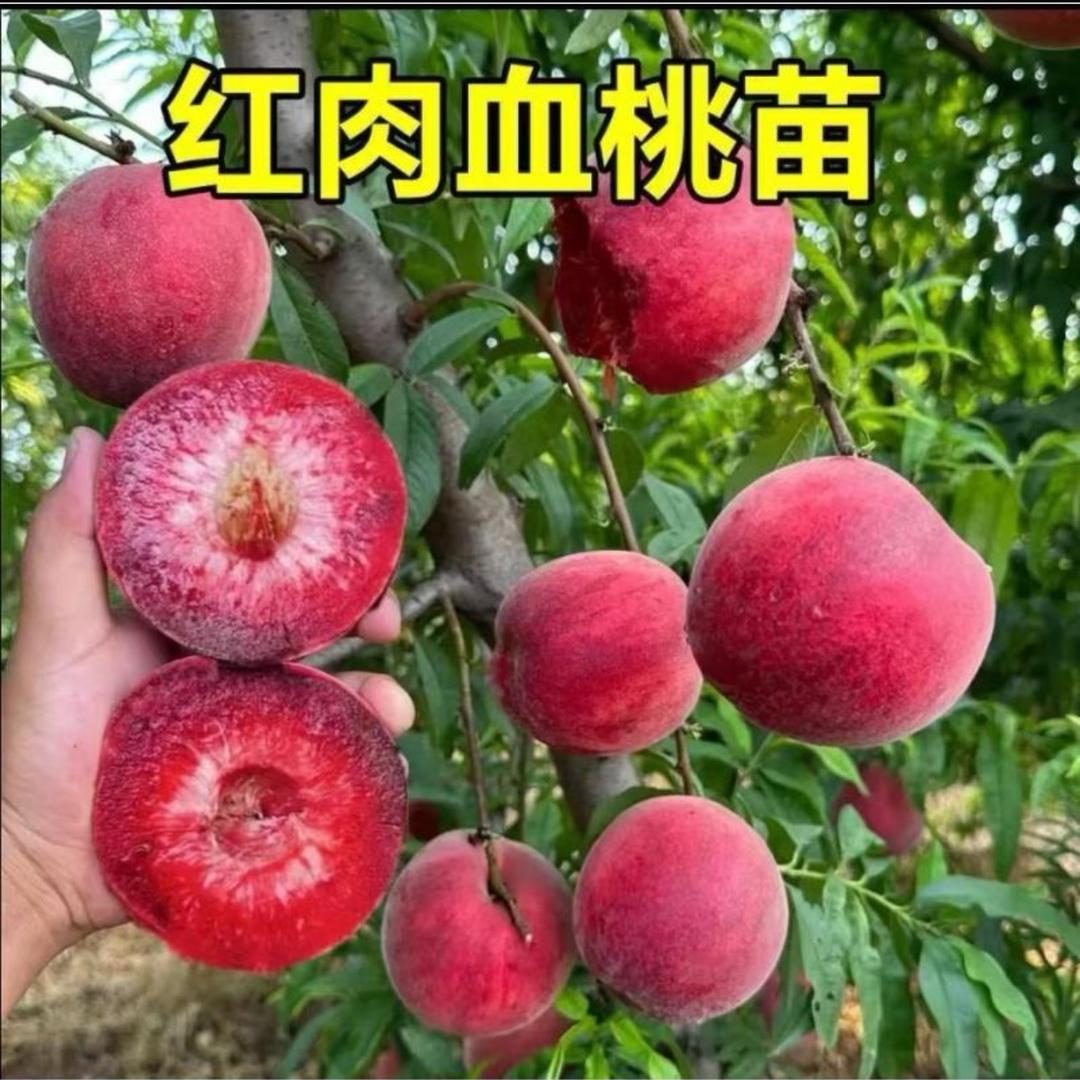 专业水果种植