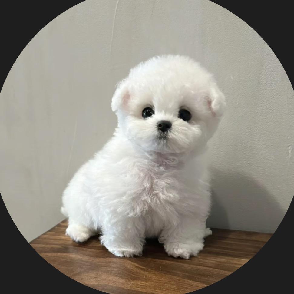 如意是比熊