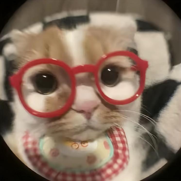 滑酥鱼🦐（上学版