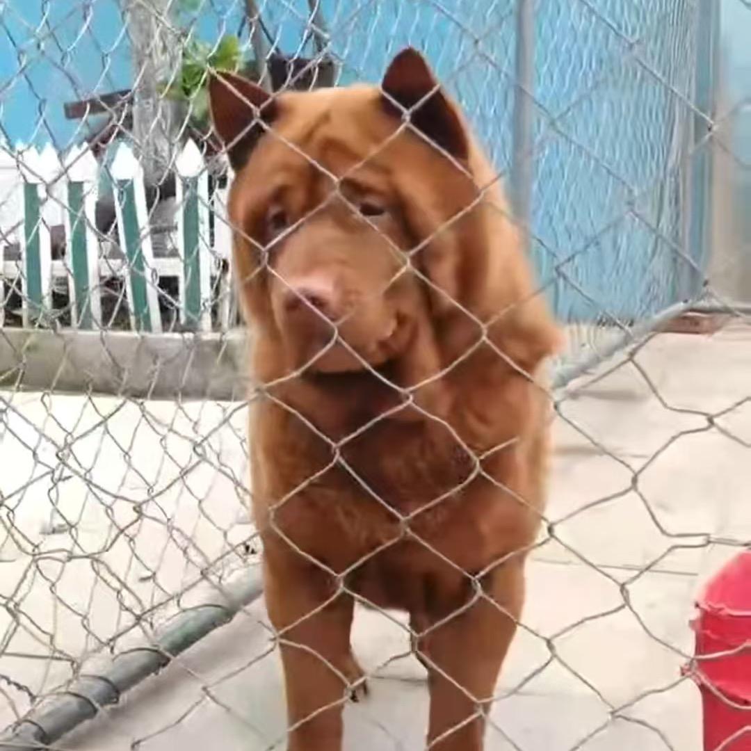 南昌五红犬五黑犬爱玩路亚