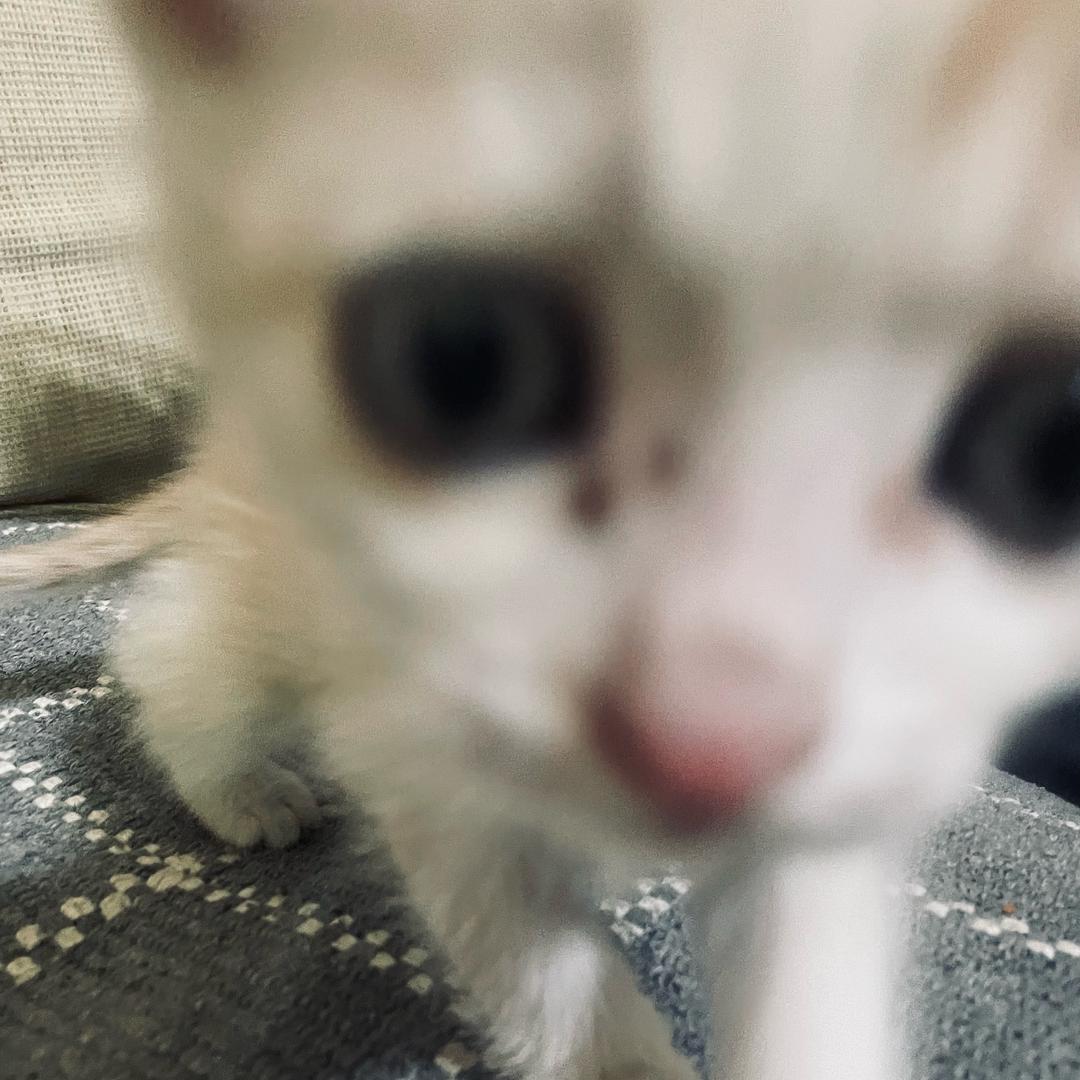炸毛小猫🐟