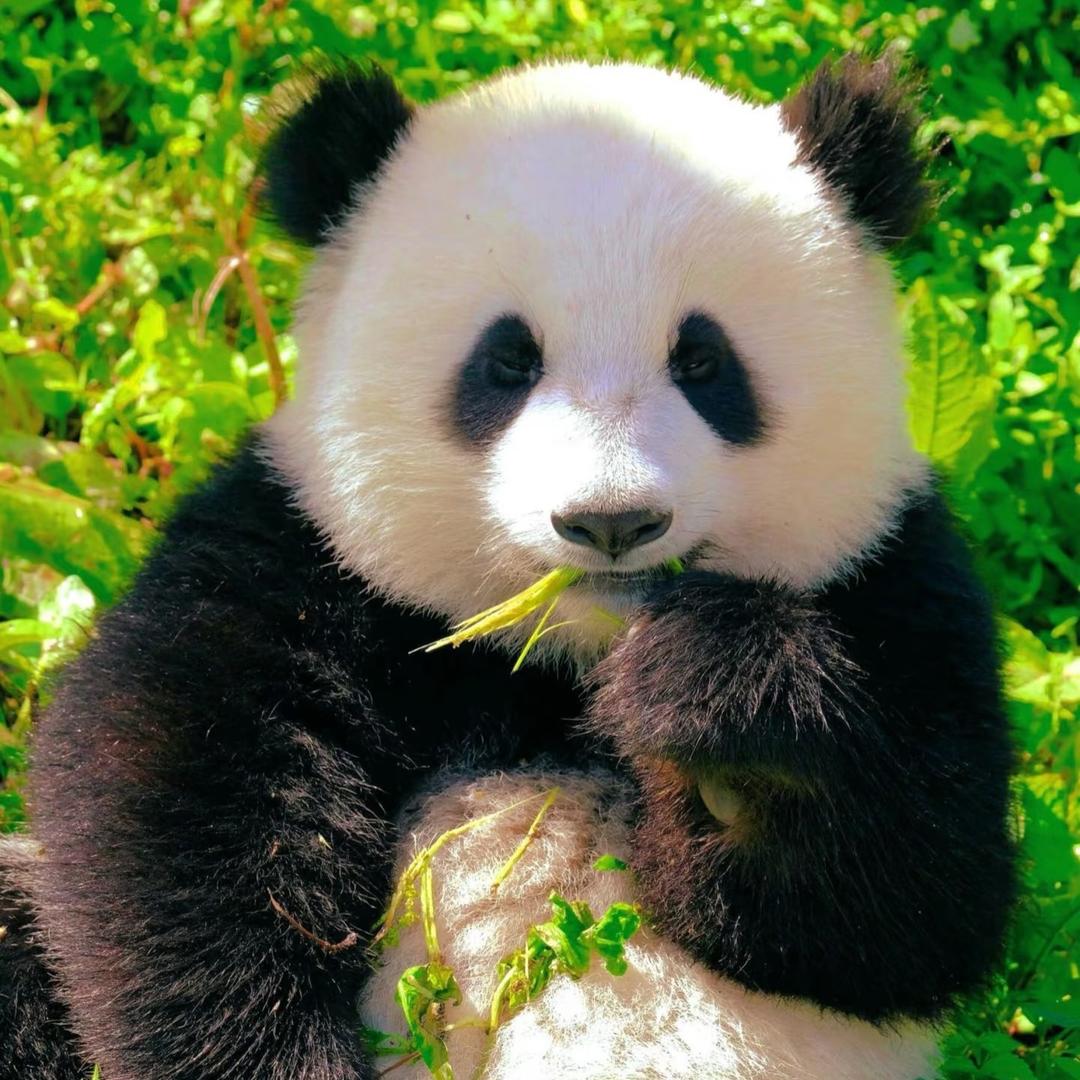 仙风道骨的食铁兽