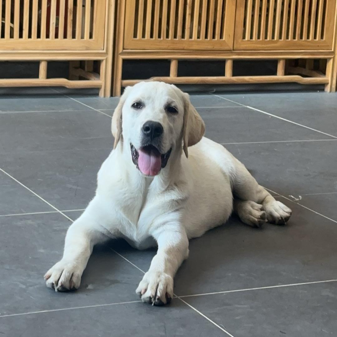 多福🐶