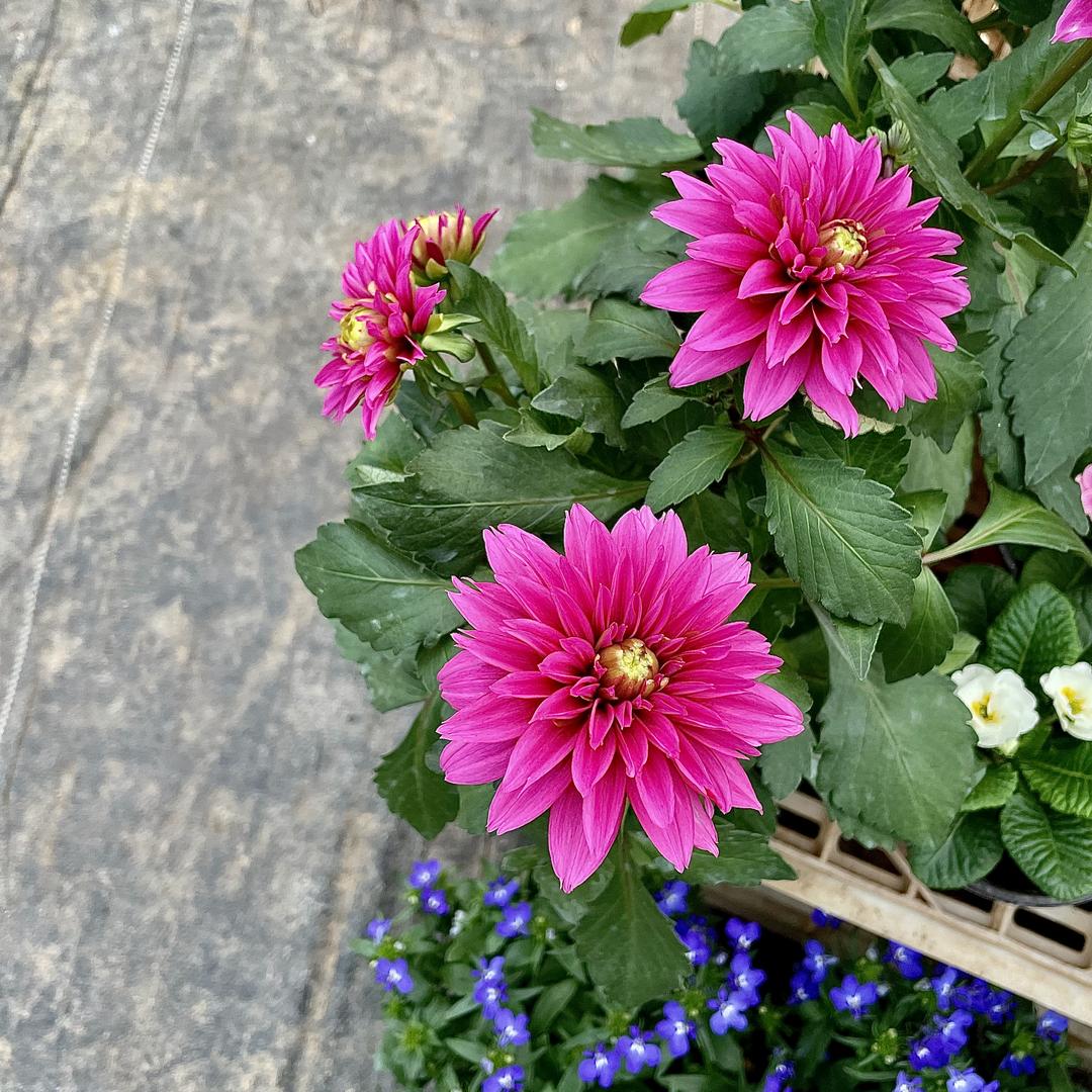 小阿秋花卉农场