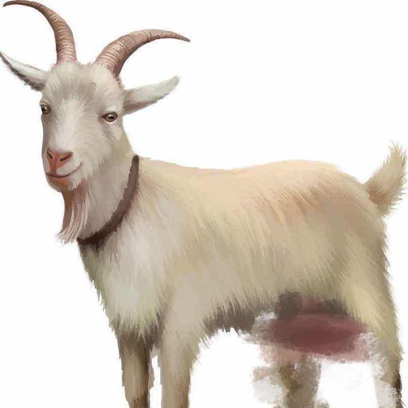 山羊DaGoat