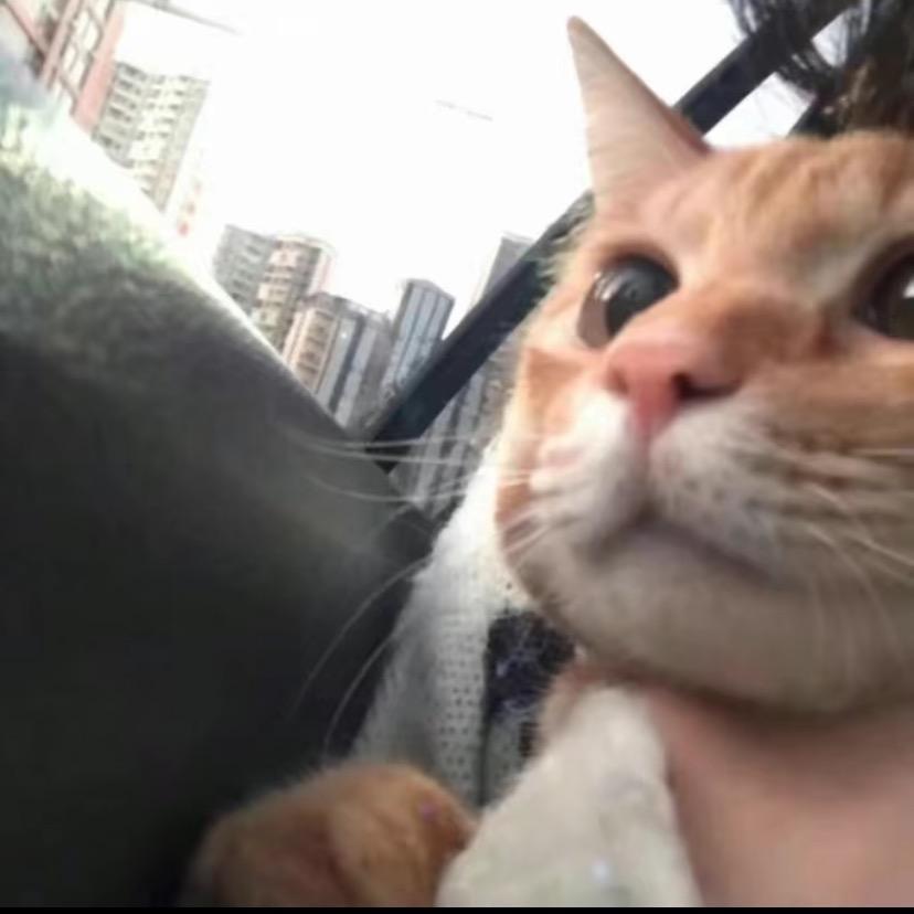 懒猫（广州跨年见）