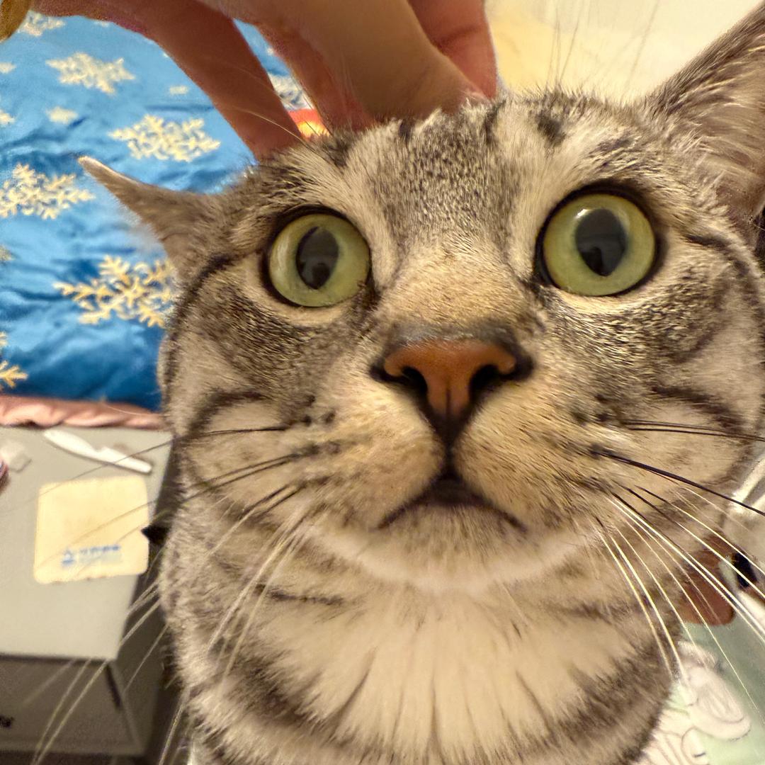六一小猫