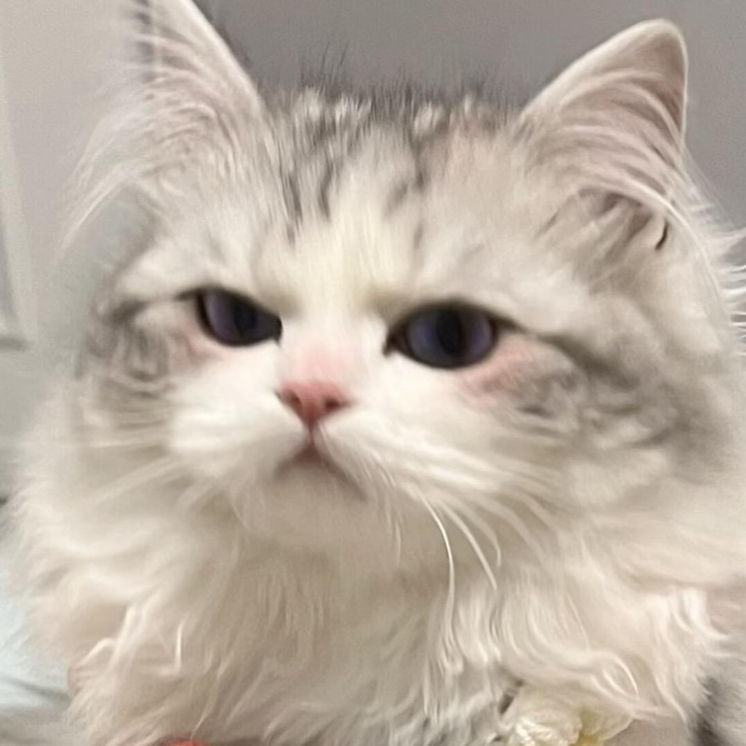 乖乖是只咪（省钱版）