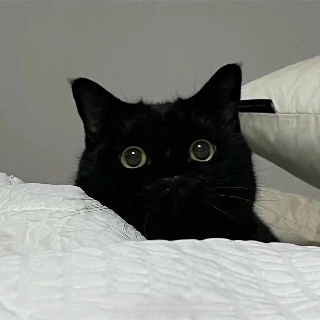 晨子然🐱