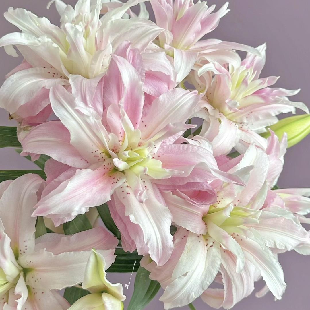 花之约时尚花卉种业