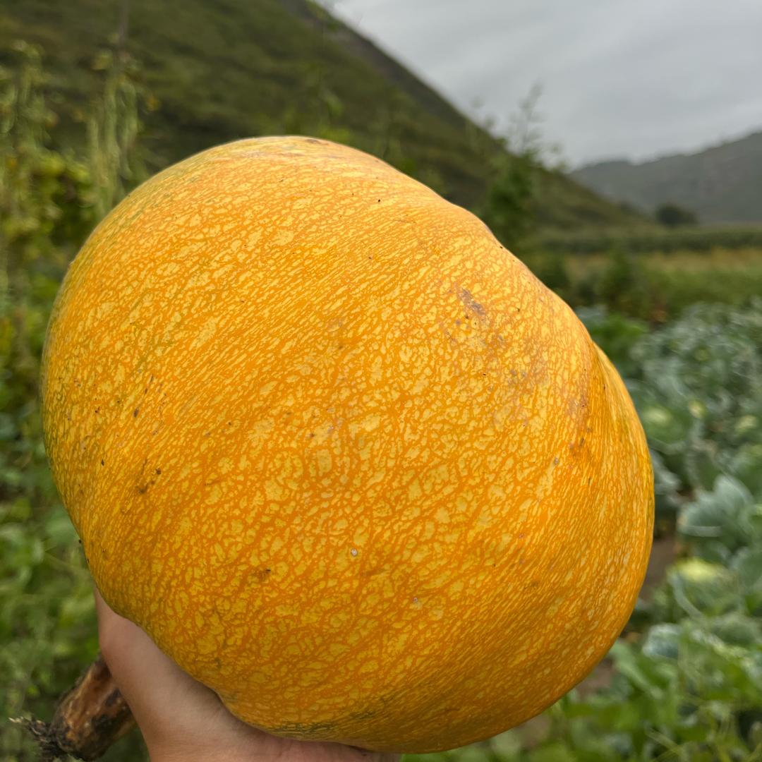 老爸的菜园子