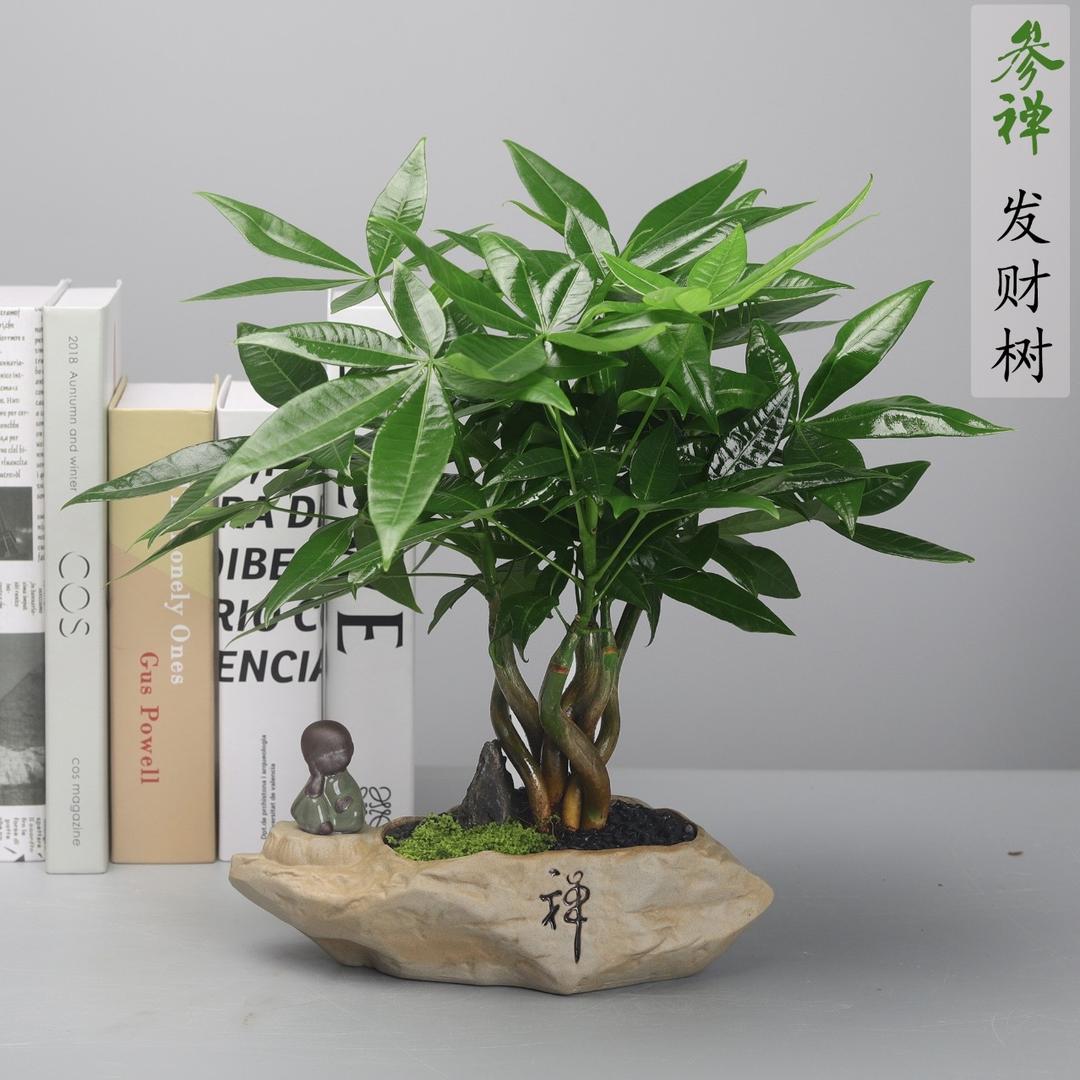 花姿语园艺甄选