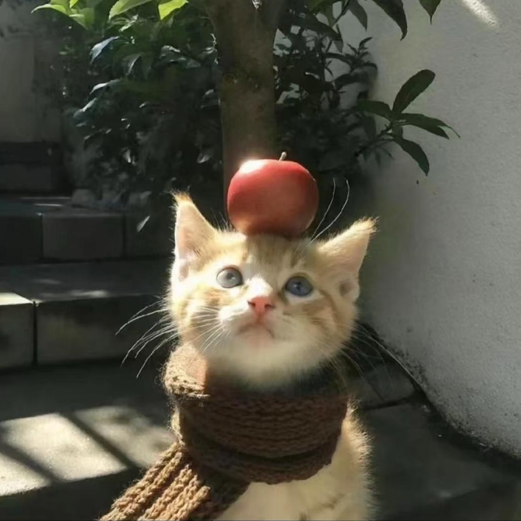 西红柿
