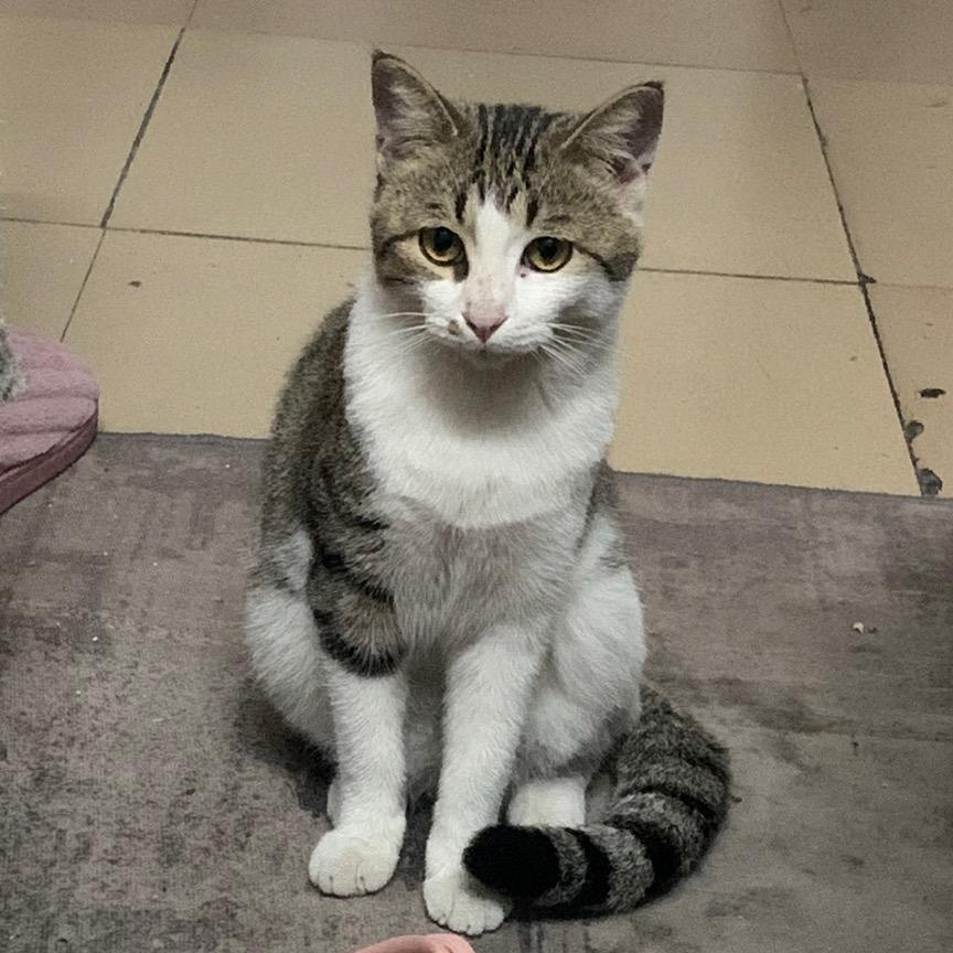 搞猫搞猫闹