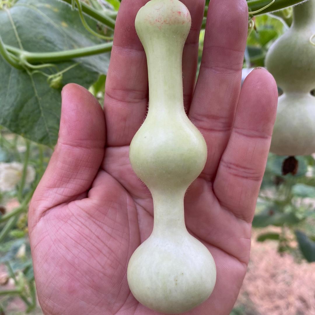 葫芦源