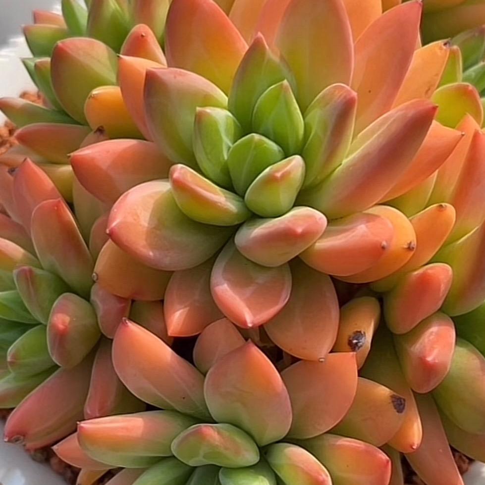 ✨霸气✨柔柔✨