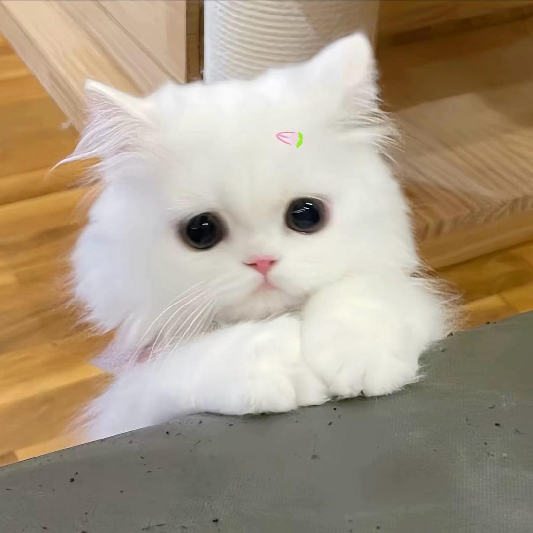 猫咪小筑