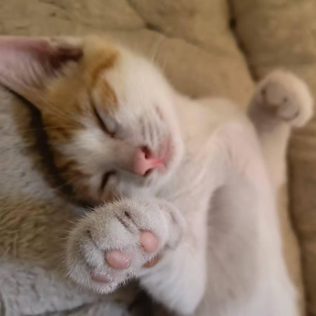 宇昼贪吃的鲨💧