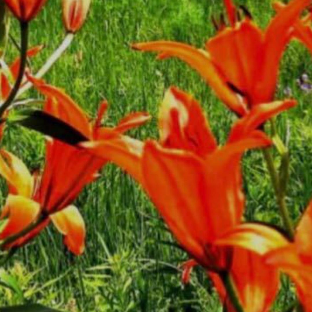 健康的轻奢零食