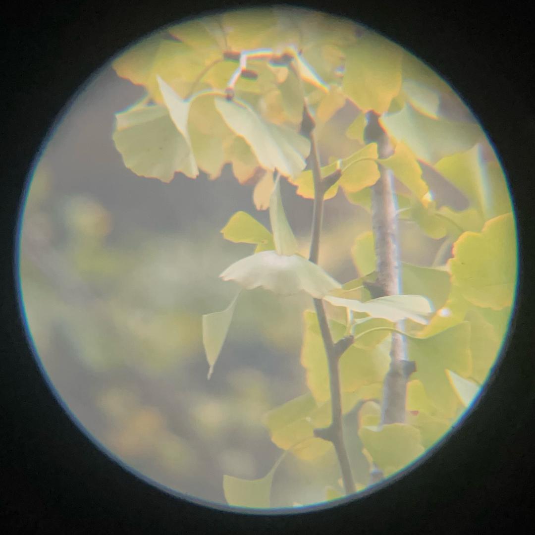 河东