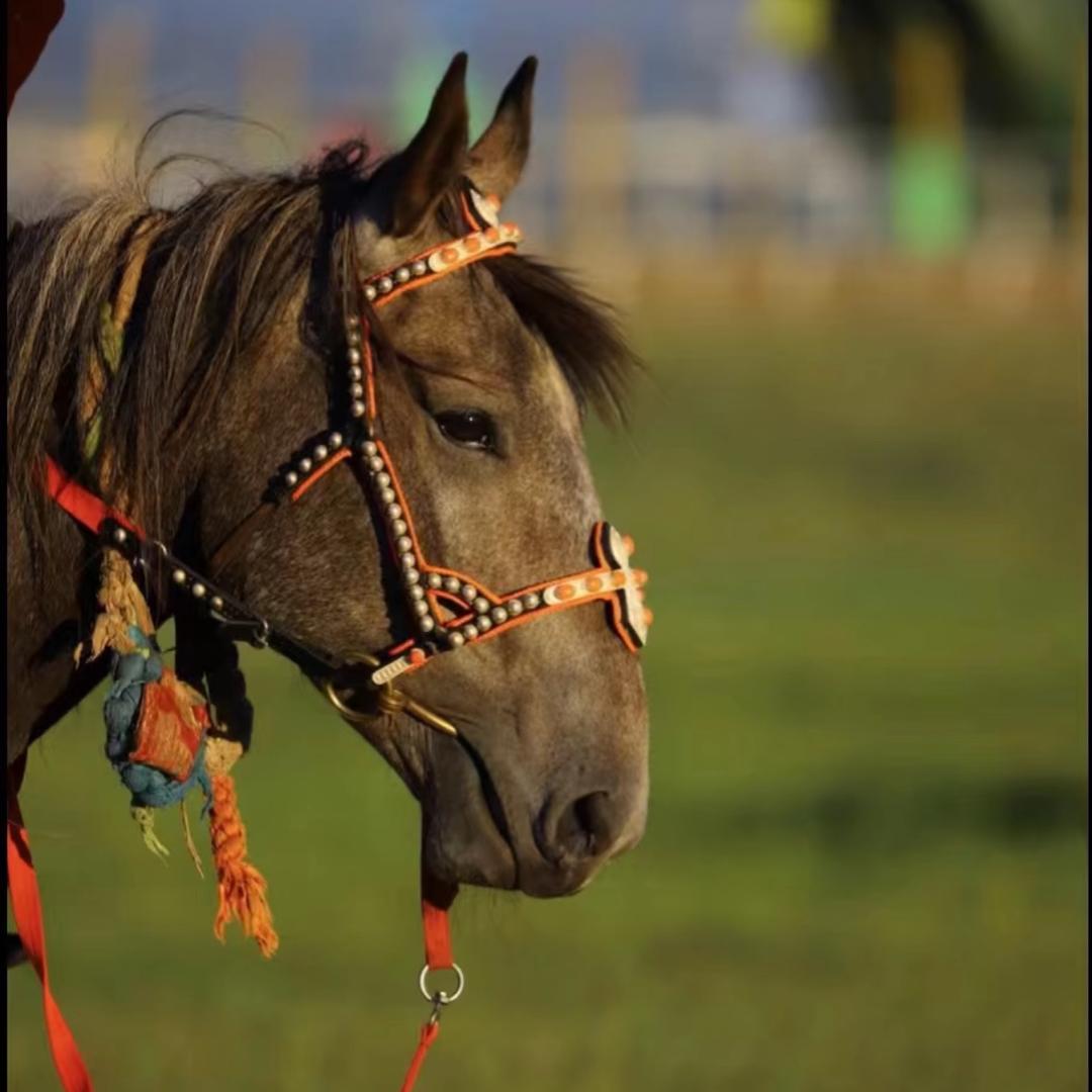 稻城县～逐风马场